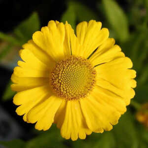 HELENIUM 'Kanaria'