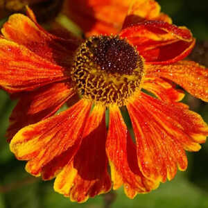 HELENIUM 'Königstiger'