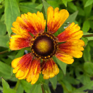 HELENIUM 'Peach Sundae'