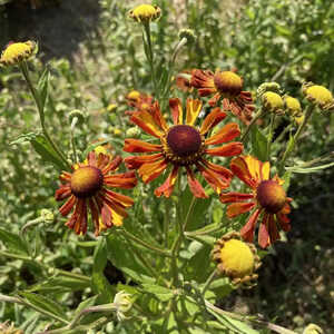 HELENIUM 'Rauchtopas'