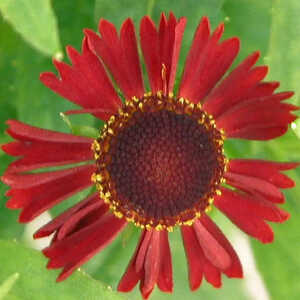 HELENIUM 'Ruby Tuesday'