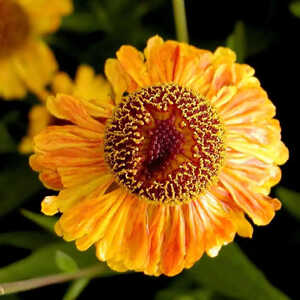 HELENIUM 'Wyndley'