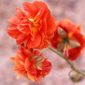HELIANTHEMUM 'Amabile Plenum' (H. 'Rubra Plena')