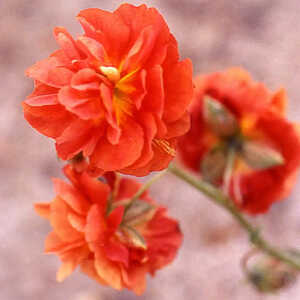 HELIANTHEMUM 'Amabile Plenum' (H. 'Rubra Plena')