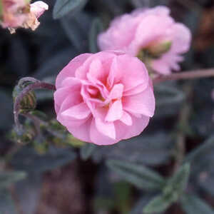 HELIANTHEMUM 'Annabel'