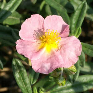 HELIANTHEMUM 'Anjou'