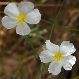 HELIANTHEMUM apenninum