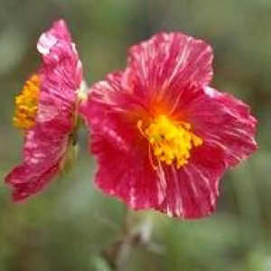 HELIANTHEMUM 'Arlette'