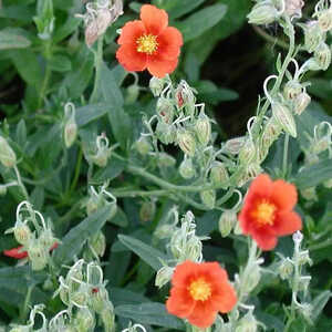 HELIANTHEMUM 'Ben Alder'