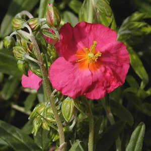 HELIANTHEMUM 'Ben Hope'