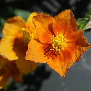 HELIANTHEMUM 'Bronzeteppich'