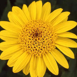 HELIANTHUS decapetalus 'Capenoch Star'