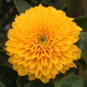 HELIANTHUS decapetalus 'Golden Ball'