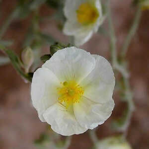 HELIANTHEMUM 'Elfenbeinglanz'