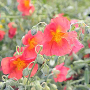 HELIANTHEMUM 'Fire Dragon'