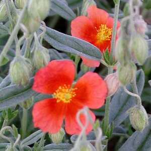 HELIANTHEMUM 'Fire Flame'