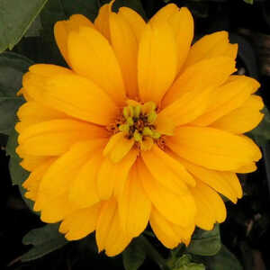 HELIOPSIS helianthoides 'Goldgrünherz'