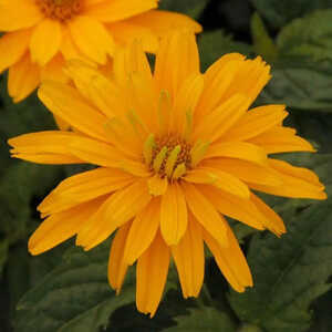 HELIOPSIS helianthoides 'Sonnenschild'