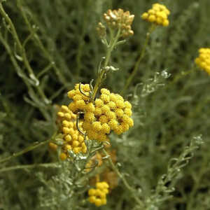 HELICHRYSUM italicum ssp. microphyllum (= italicum