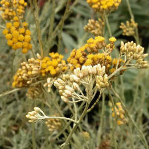 HELICHRYSUM italicum ssp. serotinum