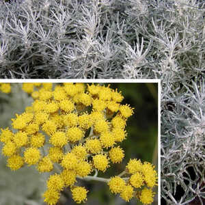 HELICHRYSUM italicum (angustifolium)