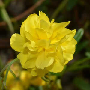 HELIANTHEMUM 'Jubilee'