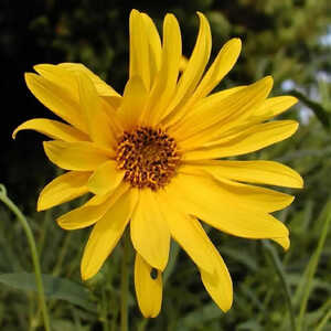 HELIANTHUS microcephalus