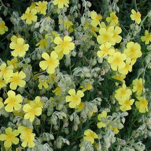 HELIANTHEMUM nummularium