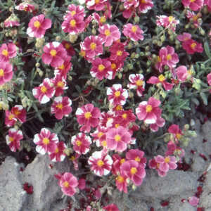 HELIANTHEMUM 'Raspberry Ripple'