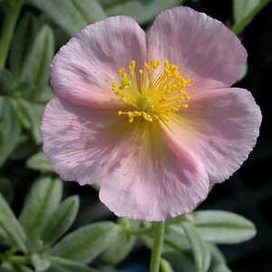 HELIANTHEMUM 'Rhodanthe Carneum' ('Wisley Pink')