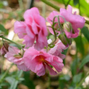 HELIANTHEMUM 'Rose of Leeswood'