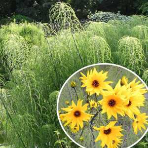 HELIANTHUS salicifolius var. orgyalis