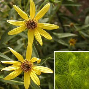 HELIANTHUS salicifolius