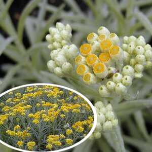 HELICHRYSUM 'Schwefellicht'