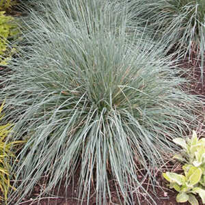 HELICTOTRICHON semp. 'Pendula'
