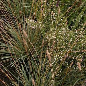 HELICTOTRICHON sempervirens