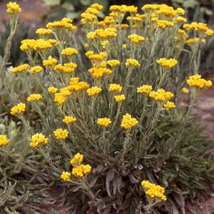 HELICHRYSUM tianshanicum