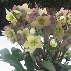 HELLEBORUS ballardiae 'Candy Love'