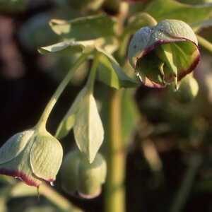 HELLEBORUS foetidus 'Wester Flisk'