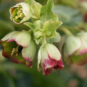 HELLEBORUS foetidus 'Wilgenbroek'