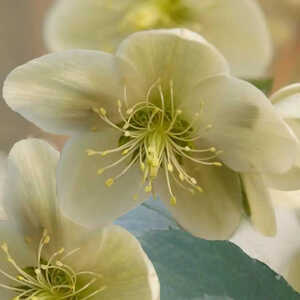 HELLEBORUS nigercors 'Candy Love' White