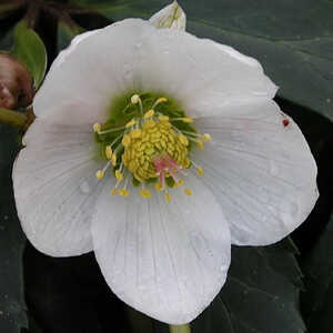 HELLEBORUS niger 'Mont Blanc'