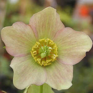 HELLEBORUS orientalis 'Apricot'