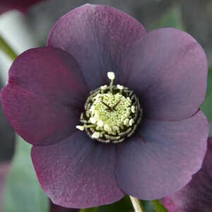 HELLEBORUS orientalis 'Blue Lady'