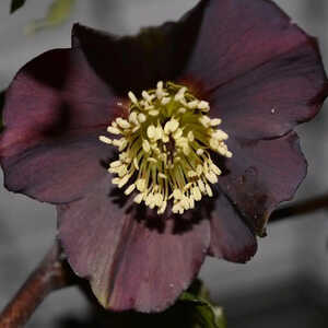HELLEBORUS orientalis 'Black'