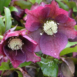HELLEBORUS orientalis 'Dark'