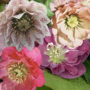 HELLEBORUS orientalis 'Double Lady'