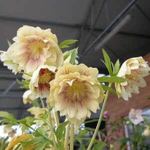 HELLEBORUS orientalis 'Double Yellow Spotted'