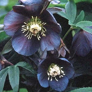 HELLEBORUS orientalis 'Blue Metallic Lady'