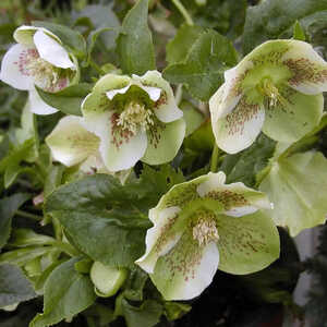 HELLEBORUS orientalis 'Spotted Hybrids'